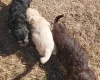 Cockapoo