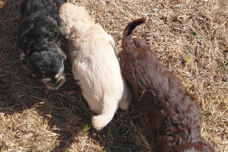 Cockapoo