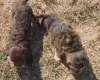 Cockapoo