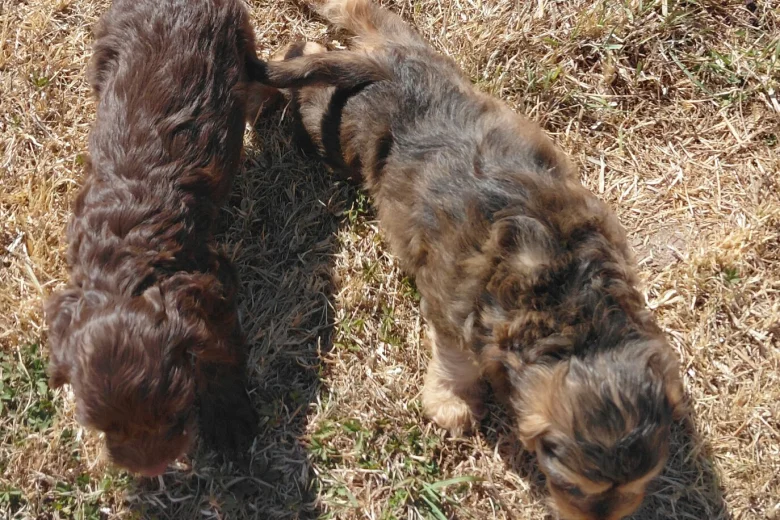 Cockapoo