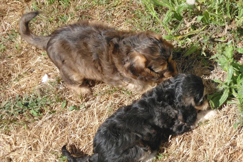 Cockapoo