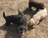 Cockapoo