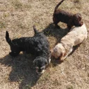 Cockapoo