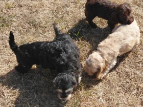 Cockapoo