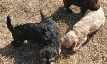 Cockapoo