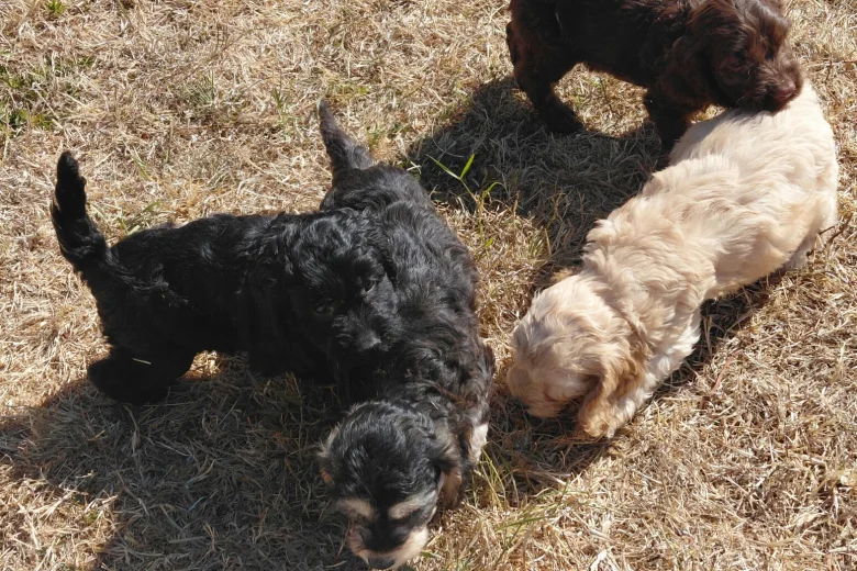 Cockapoo