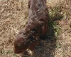 Cockapoo