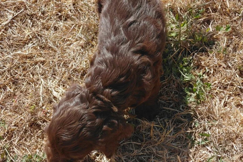 Cockapoo