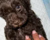 Cockapoo