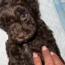 Cockapoo