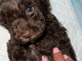 Cockapoo