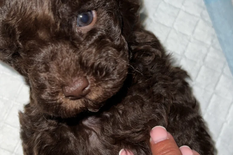 Cockapoo