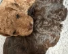 Cockapoo