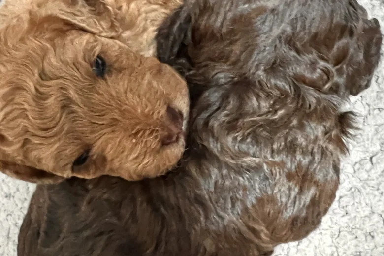 Cockapoo