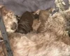 Cockapoo