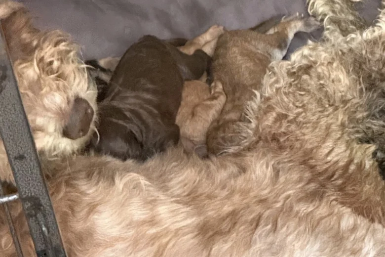 Cockapoo