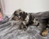 Cockapoo