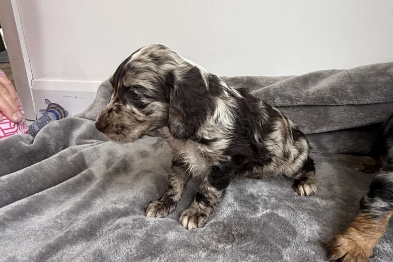 Cockapoo