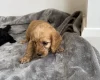 Cockapoo