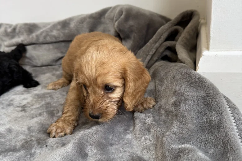 Cockapoo