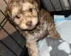 Cockapoo