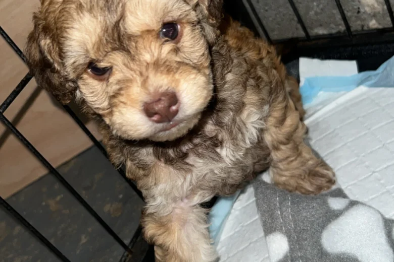 Cockapoo