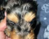 Cockapoo