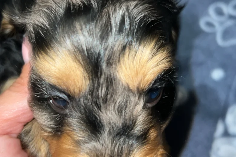Cockapoo