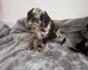 Cockapoo
