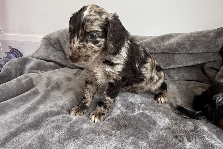 Cockapoo