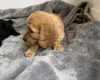 Cockapoo