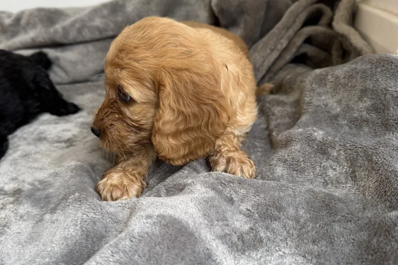 Cockapoo