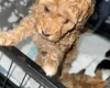 Cockapoo