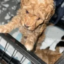 Cockapoo