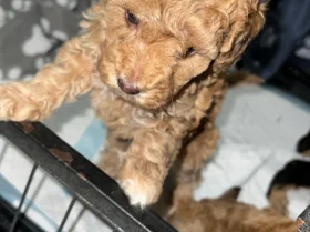 Cockapoo