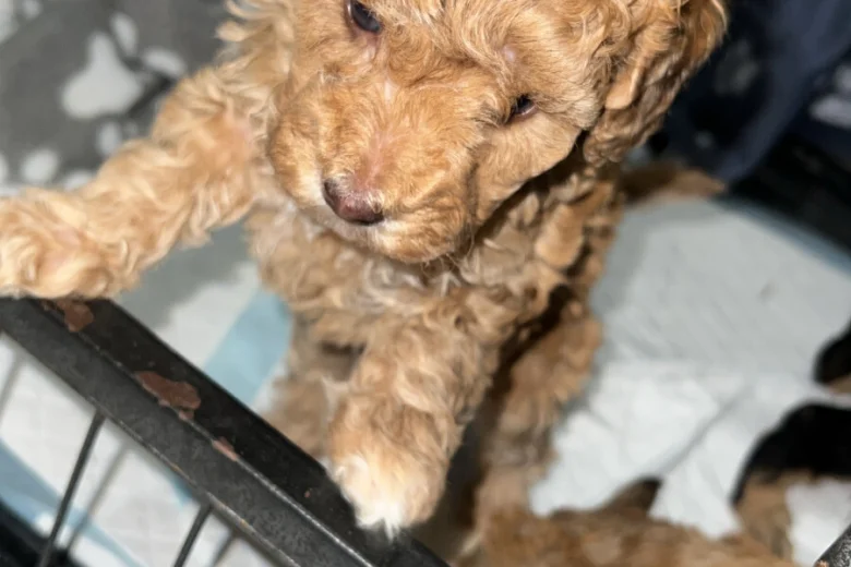 Cockapoo