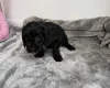 Cockapoo
