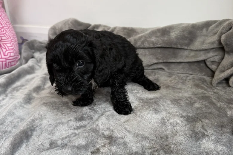 Cockapoo
