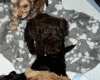 Cockapoo
