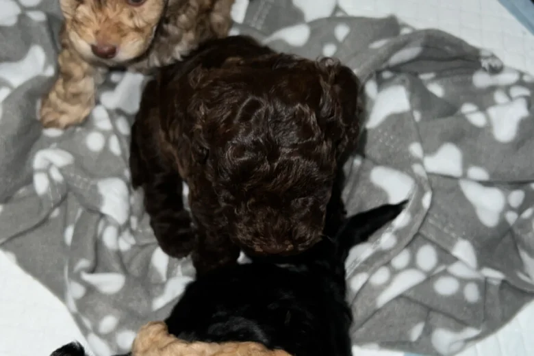 Cockapoo