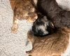 Cockapoo