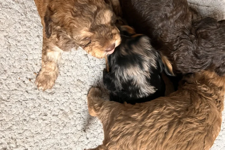 Cockapoo