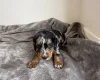 Cockapoo