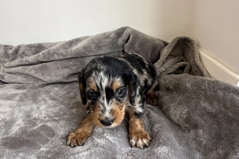 Cockapoo