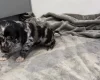 Cockapoo