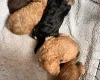 Cockapoo