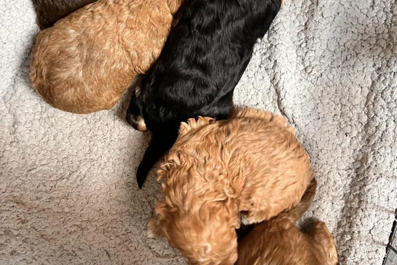 Cockapoo