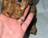 Cockapoo