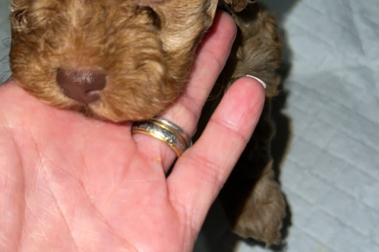 Cockapoo