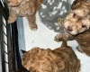 Cockapoo